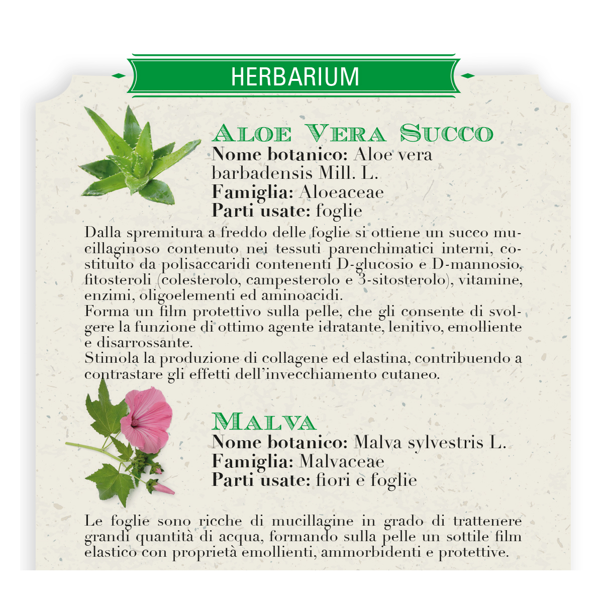 handcreme mit aloe vera selber machen Handcreme mit Aloe Vera, Brasilianischen Nüssen und Jasmin
